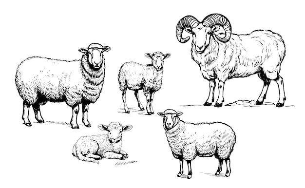 Vetor ovelha cordeiro cordeiro família esboço desenhado à mão ilustração vetorial agricultura