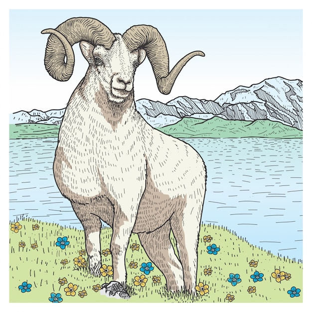 Vetor ovelhas