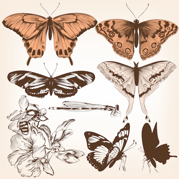 Vetor pacote de borboletas ilustrada do vintage