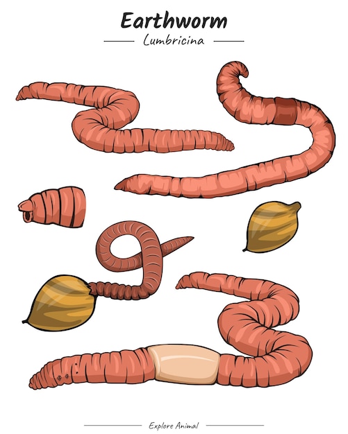 Pacote de ilustração de minhoca