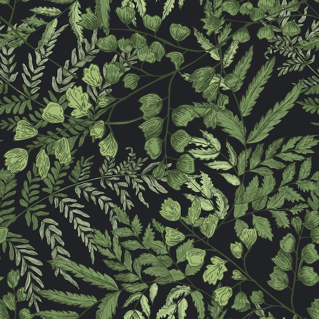 Padrão natural sem costuras com samambaias e plantas herbáceas verdes em fundo preto Backdrop magnífico com ervas silvestres Elegante ilustração vetorial botânica para papel de embrulho impressão têxtil