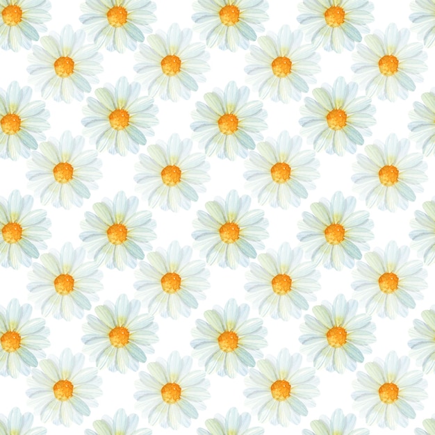 Padrão perfeito de flores de camomila em aquarela no fundo branco