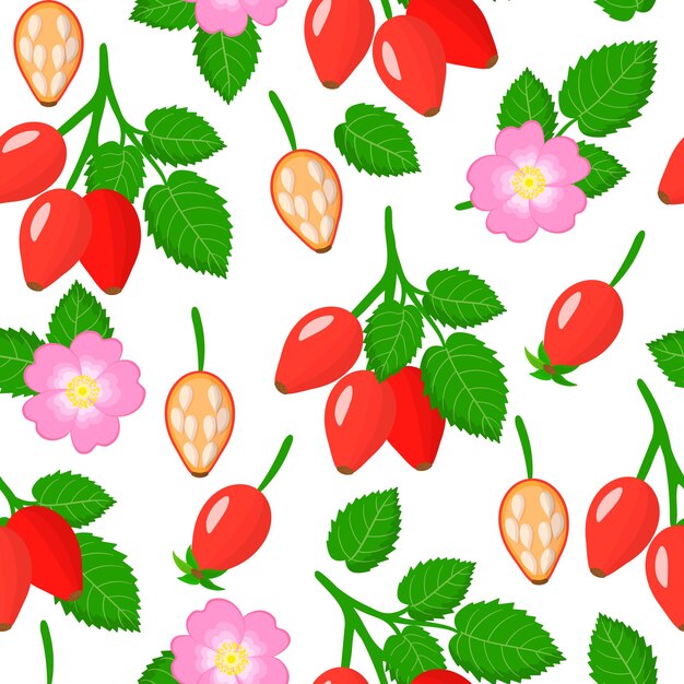 Padrão sem emenda de desenho vetorial com frutas exóticas de dogrose ou rosa rubiginosa, flores e folhas em fundo branco