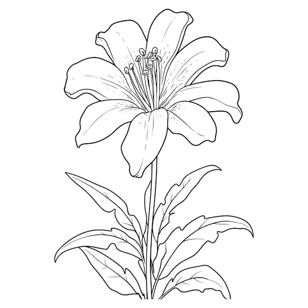 Vetor página de colorir contorno de flor de lírio desenhado à mão