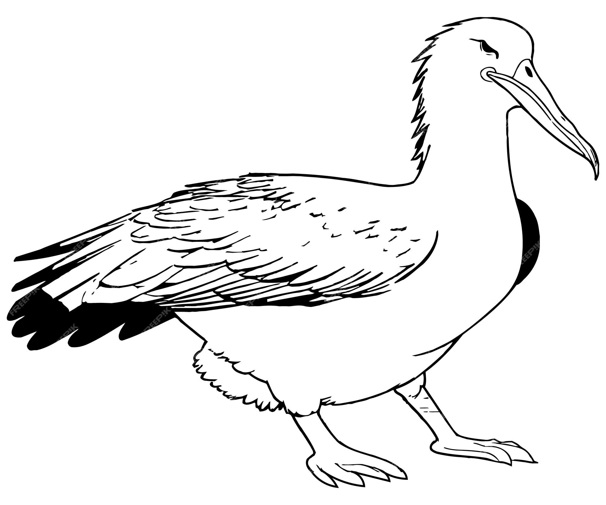 desenho vetorial simples desenhado à mão com contorno preto. aves