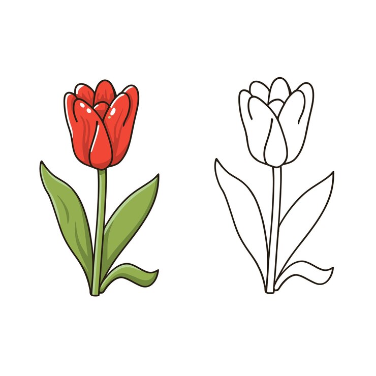 Vetor páginas para colorir e ilustração de tulipas