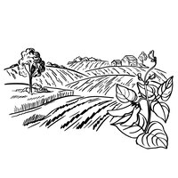 Paisagem de plantação de café em ilustração vetorial desenhados à mão estilo gráfico.