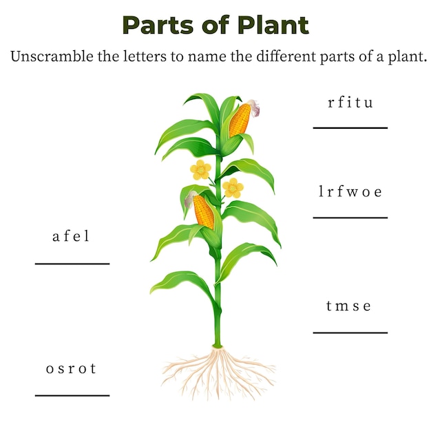 Vetor palavras descifradas partes de plantas