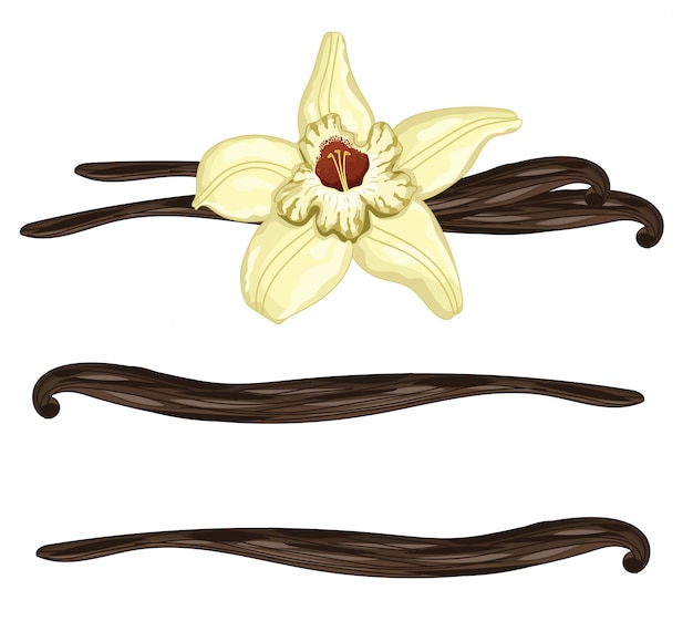 Palitos de baunilha com uma flor em branco