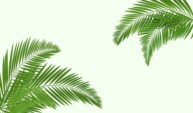 Palm folhas fundo tropical