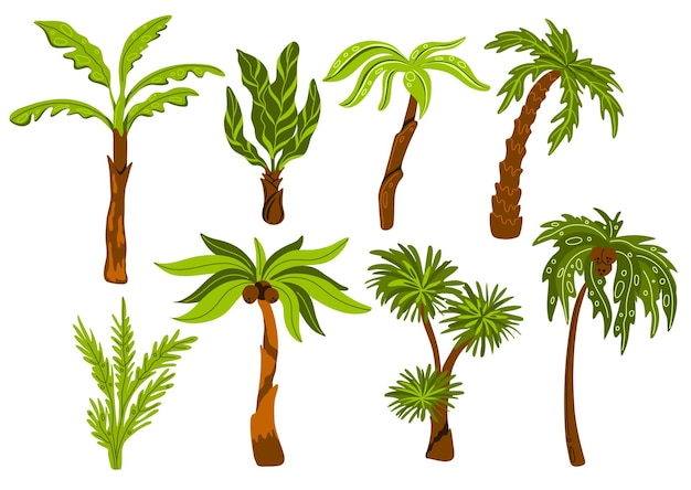 Vetor palmeiras árvores tropicais decorativas com diferentes formas folhas plantas botânicas exóticas selva cocos praia de miami flora clima subtropical set de desenhos animados vetoriais swanky