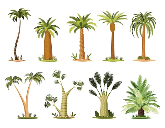 Vetor palmeiras com topo de folhas verdes e troncos coleção de árvores tropicais de diferentes tipos, árvores frutíferas exóticas vector natureza flora isolada no fundo branco