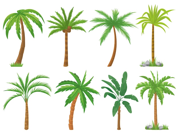 Vetor palmeiras. folhas tropicais de árvore verde, palmeiras e conjunto isolado de vegetação retro califórnia