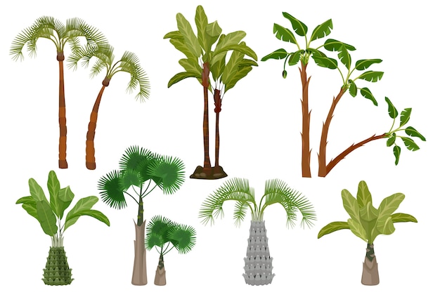 Palmeiras. jardim coleção de plantas tropicais de fotos de desenhos animados de vetor de brasil ou califórnia. palmeira exótica de verão, ilustração tropical de natureza verde