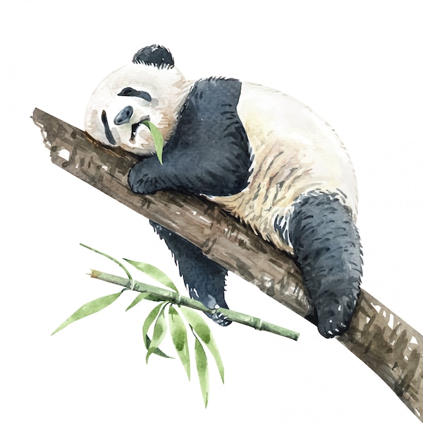 Panda aquarela comendo bambu no ramo