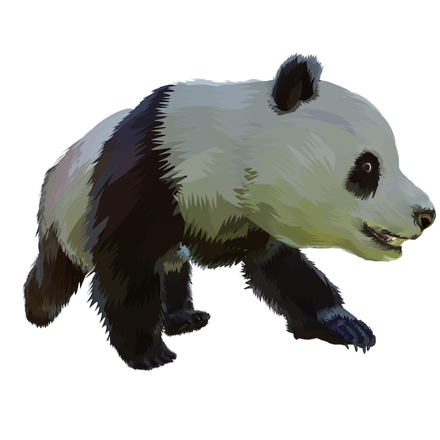 Panda gigante vector fundo branco