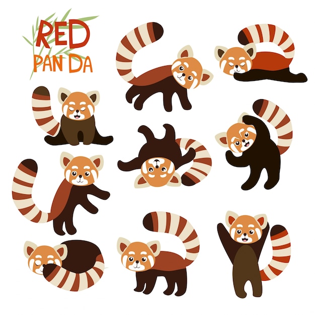 panda vermelho projeta a coleção