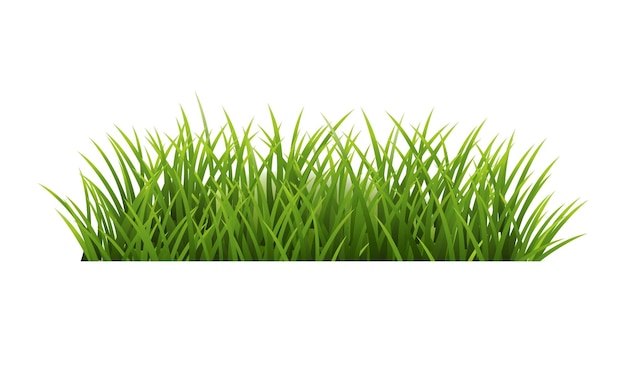 Panorama de grama verde isolado fundo branco