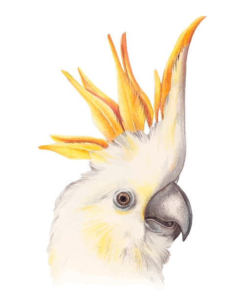 Papagaio cacatua amarelo bonito