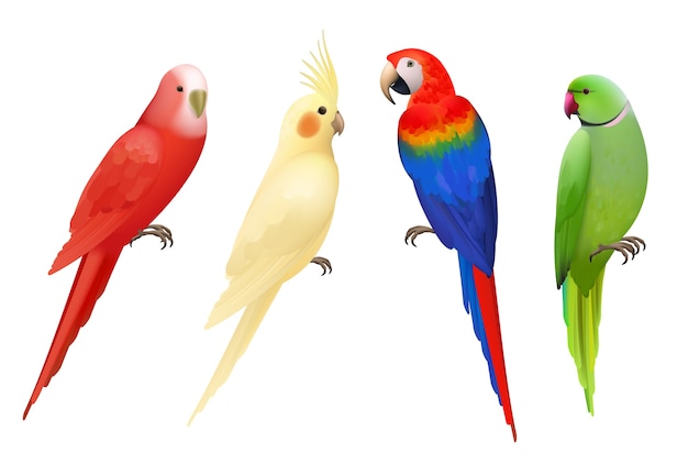 Vetor papagaios. tropical colorido pássaros exóticos araras natureza animais coleção de papagaios realista. papagaio pássaro realista, ilustração colorida da fauna animal