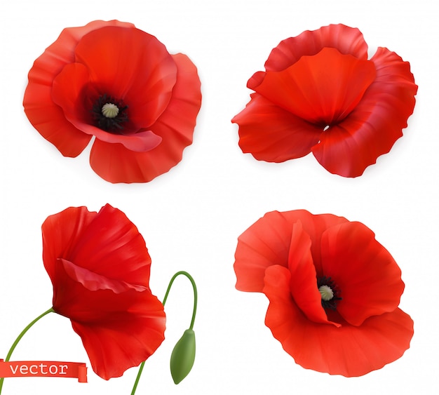 Papoilas vermelhas. Papaver flores 3d realista vector conjunto de ícones