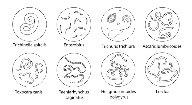 Vetor parasitas vermes helmintos em humanos gatos cães desenho à mão