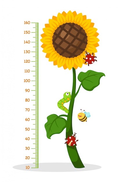 Parede do medidor com girassol