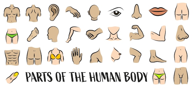 Vetor partes coloridas do corpo humano com um contorno preto símbolos de linhas isoladas de linhas finas anatomia cuidados de saúde