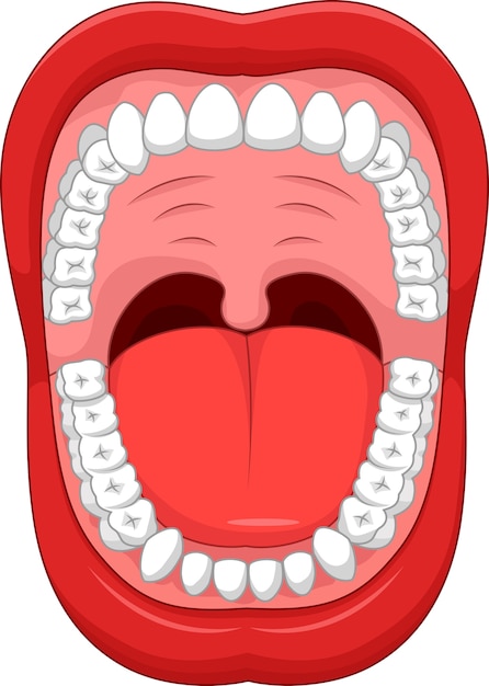 Vetor partes da boca humana