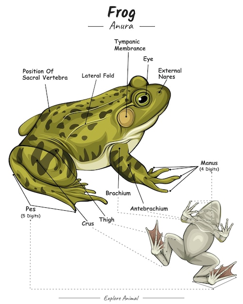 Vetor partes de sapo ou anatomia externa de sapo