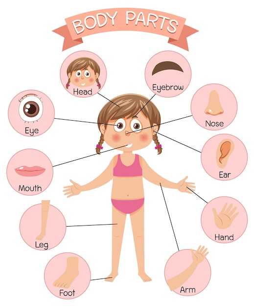 Partes do corpo com vocabulário