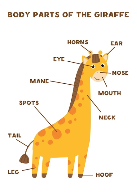 Partes do corpo da girafa fofa. anatomia de animais em inglês para crianças. aprendendo palavras.