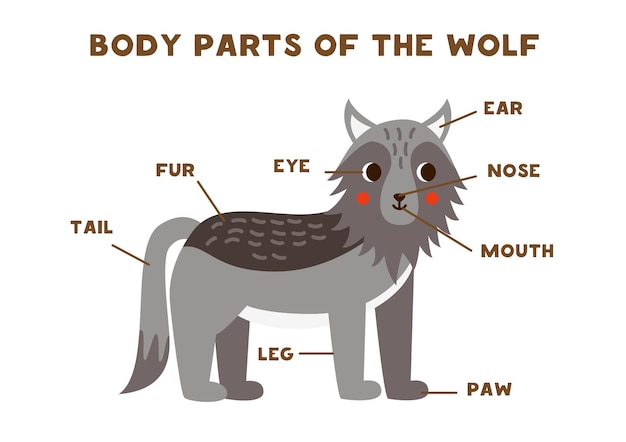 Partes do corpo do lobo fofo esquema para crianças