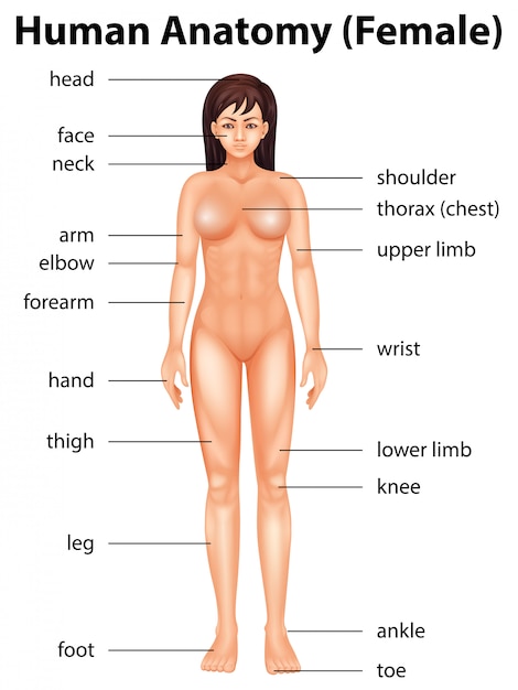 Partes do corpo humano