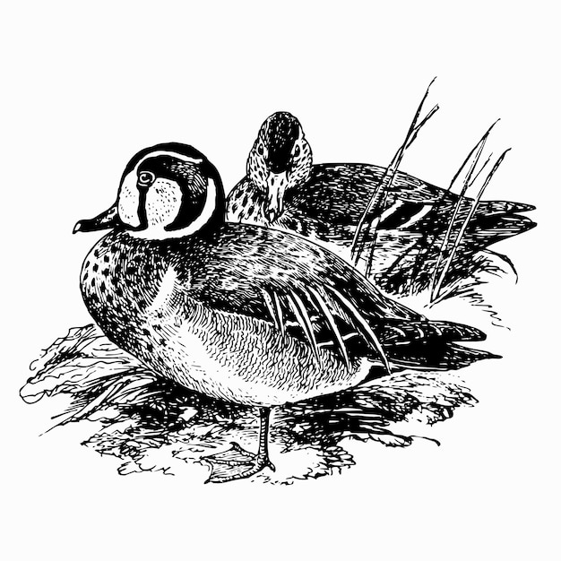 Pássaro baikal teal