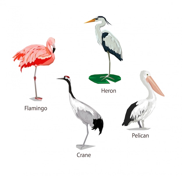 Pássaro estilizado, pássaro gráfico ilustração, guindaste, flamingo, pelicano, garça, conjunto de pássaros.