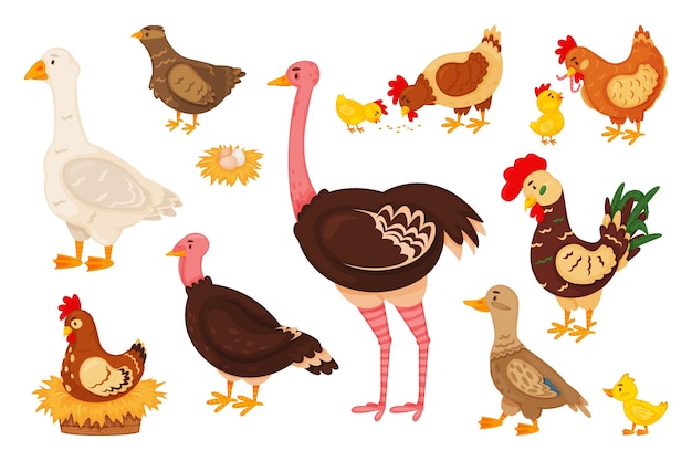 Pássaros da fazenda dos desenhos animados, pintinho bonito, galinha e galo. frango, ganso, pato, turquia, codorna, avestruz, ninho com ovos, conjunto de vetores de animais de aves domésticas. família de pássaros rurais com bebê fofo isolado no branco