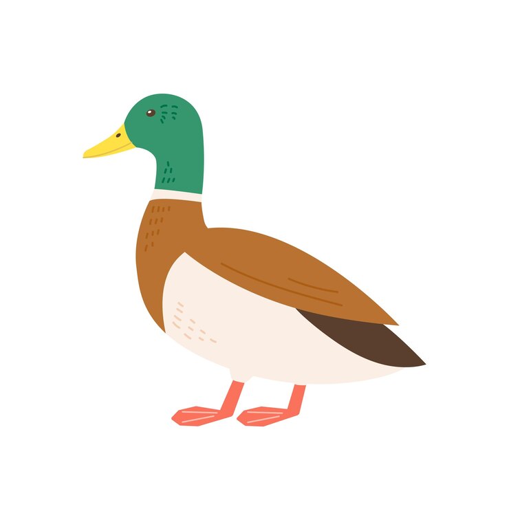 Vetor patos na fazenda simples estilo desenhado à mão ilustração de pássaro
