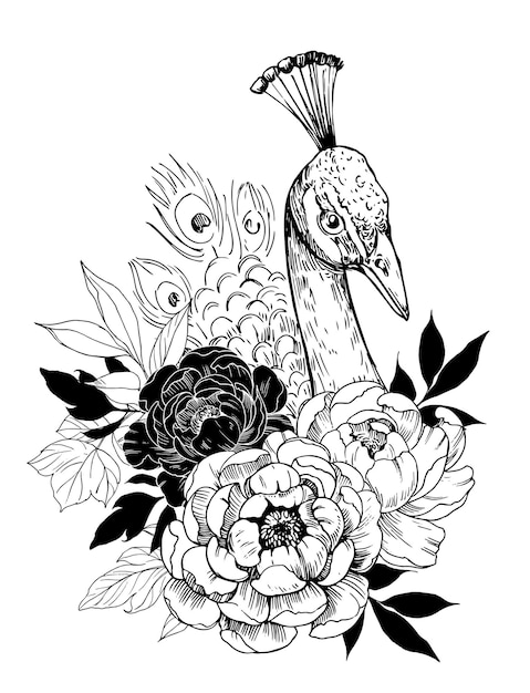 Pavão com flores peônia. ilustração desenhada à mão isolada no branco