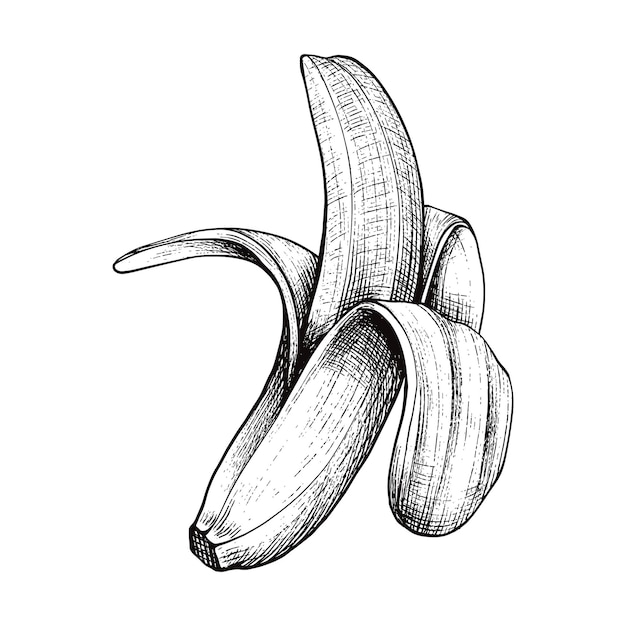 Vetor peel banana hand drawn engraving pen and ink ilustração vetorial vintage