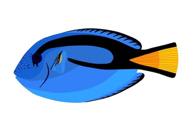 Peixe cirurgião. peixes tropicais do oceano. paracanthurus hepatus. ilustração vetorial