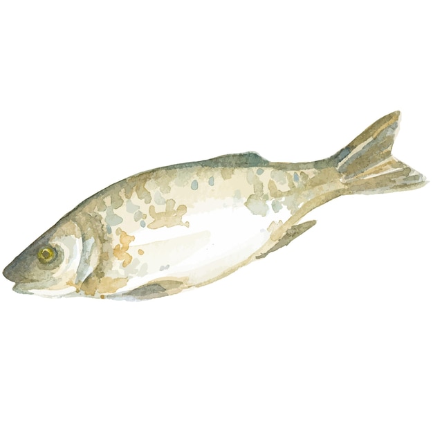 Peixe pintado a aquarela elemento de design de frutos do mar frescos desenhados à mão isolados em fundo branco