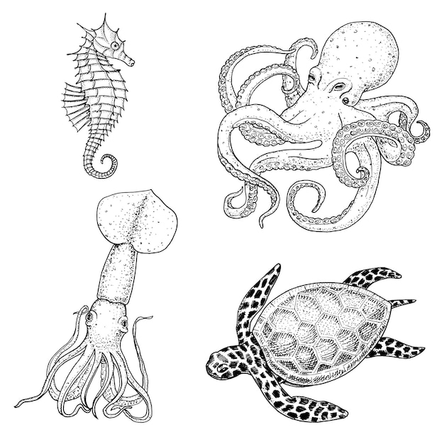 Peixes ou frutos do mar ou criatura marinha cheloniidae ou tartaruga verde e cavalo marinho polvo e lula lula gravada à mão desenhada em esboço antigo estilo vintage animais náuticos ou marinhos no oceano