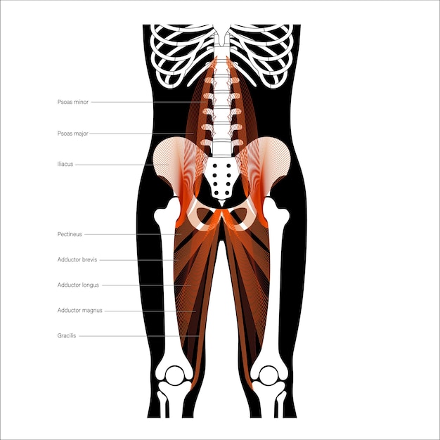 Vetor pelve muscular