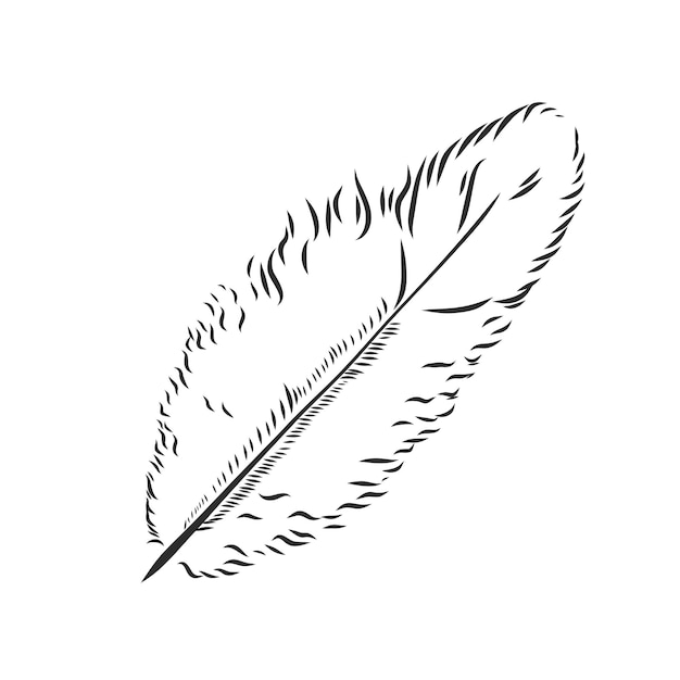 Penas de pássaro ilustração desenhada à mão convertida em vetor