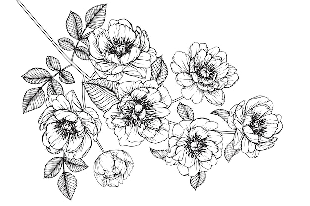 Peônia julia rose folha e desenhos de flores. vintage mão ilustrações botânicas desenhadas.