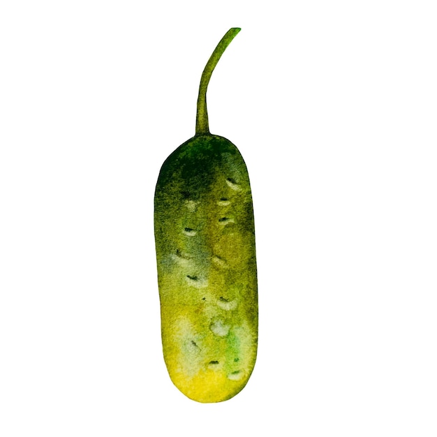 pepino em aquarela