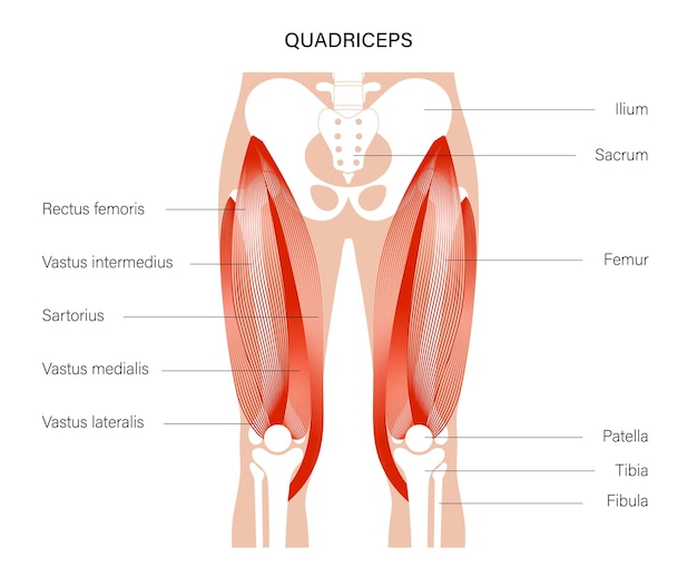 Pernas do sistema muscular