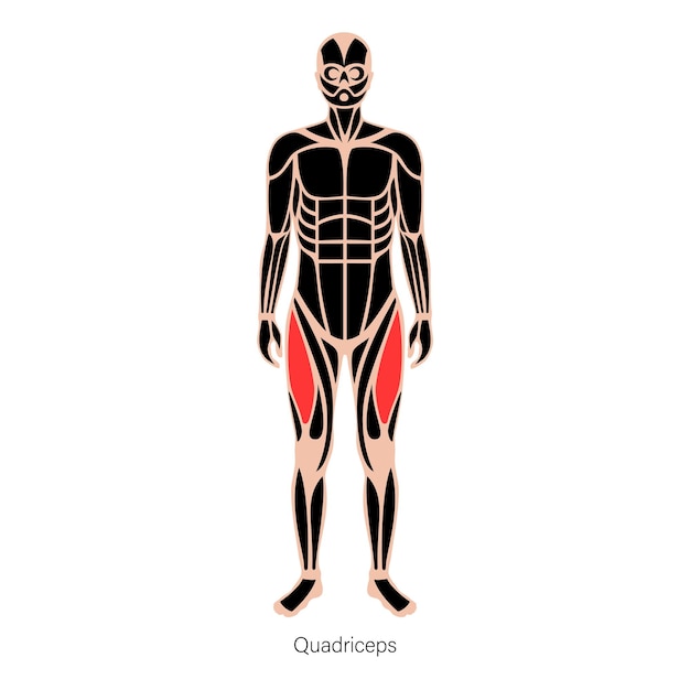 Pernas do sistema muscular