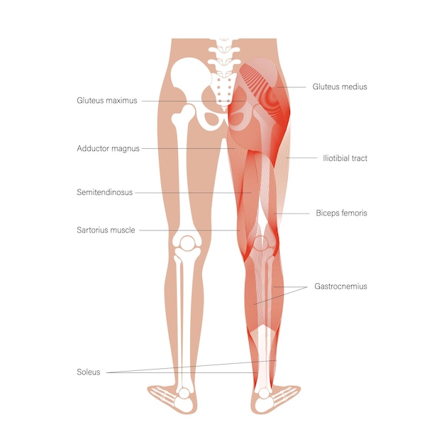 Pernas do sistema muscular